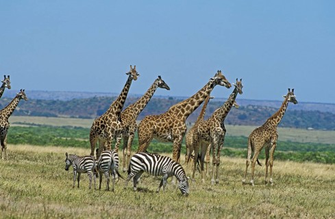 Masai Giraffe (giraffa camelopardalis tippelskirchi), Burchell's Zebra, giraffa camelopardalis
