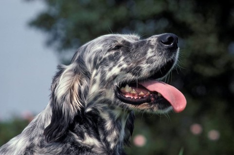 English Setter Dog, portrait of an Adult with Open Mouth