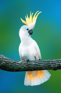 Triton Cockatoo (Cacatua galerita triton), Great Sulphur-crested Cockatoo