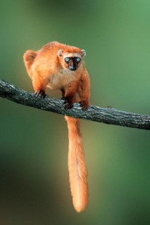 Blue-eyed (primates) lemur, female (Eulemur macaco flavifrons) (Madagascar) (animals) (branch)