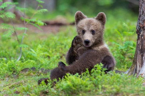 European Brown bear (Ursus arctos) young animal, Finland, Europe