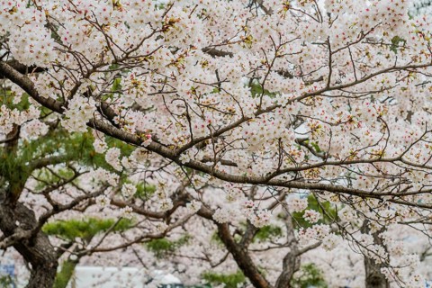 Branches of cherry blossom tree filled with delicate flowers in full bloom, South Korea, South