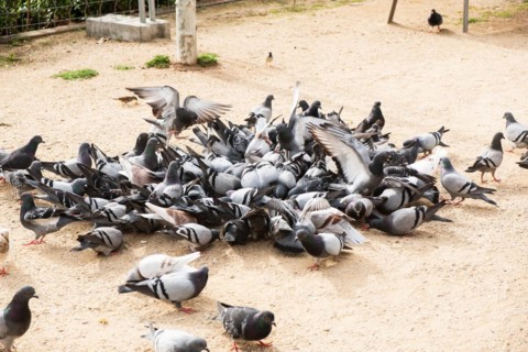 Many pigeons being fed in a park, Barcelona, Spain, Europe