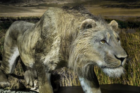 The cave lion (Panthers spelaea), exhibition Eiszeit Safari Allgäu in the Marstall, Kempten, Allgäu