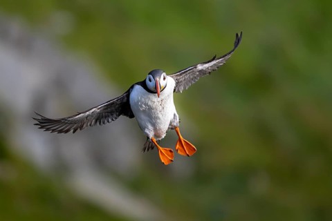 Puffin (Fratercula arctica) in flight, Bird Island Runde, Norway, Europe