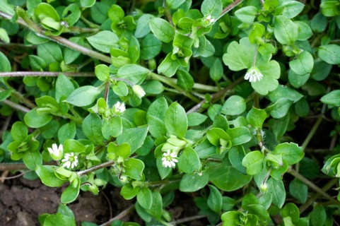Chickweed, Common Common chickweed (Stellaria media), Chickweed