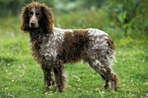 Pont Audemer Spaniel Dog on Grass
