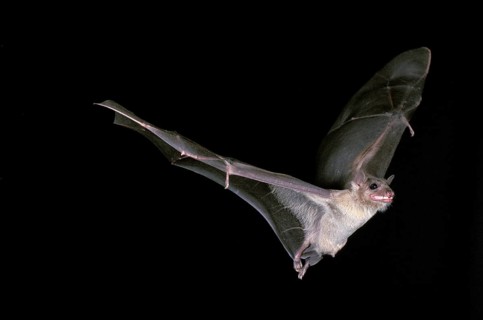 Mouse-Eared Bat (myotis myotis), Adult in Flight against Black Background