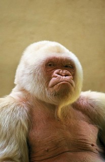 White western gorilla (Gorilla gorilla), male called Snowflake or Copito de Nieve, Barcelona Zoo