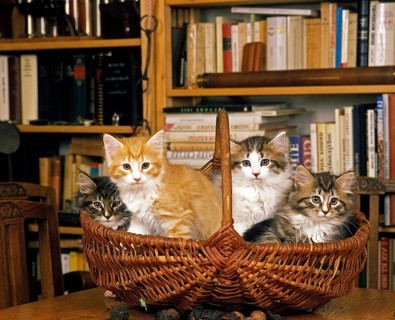 Skogkatt Domestic Cat, Kittens standing in Basket