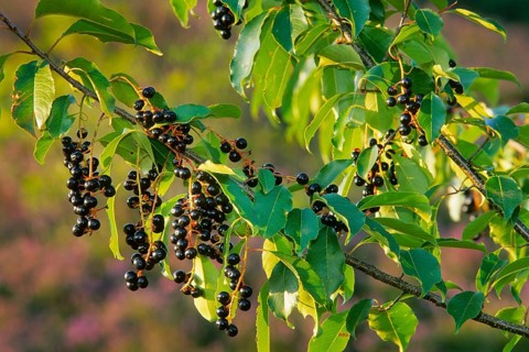 American weeping cherry, late blossoming weeping cherry, late weeping cherry (Prunus serotina),