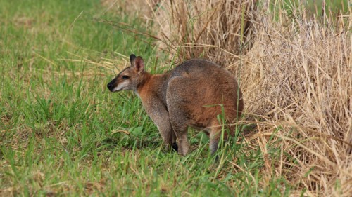 Wallaby grazing on a farm near Wauchope