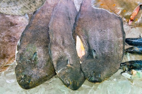 Sole for sale at a fish market