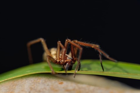 Large angle spider sitting on a green leaf