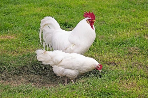 White Leghorn, Domestic fowl, Cock with hen standing on grass