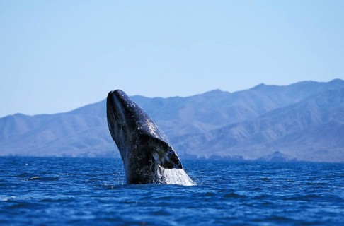 Gray whale (eschrichtius robustus) OR GREY WALF, ADULT, BAJA CALIFORNIA IN MEXICO