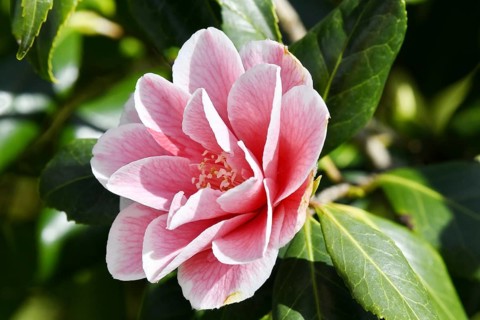 Garden Camellia variety 'Lady Vansittart' (Camellia japonica 'Lady Vansittart'), single flower,