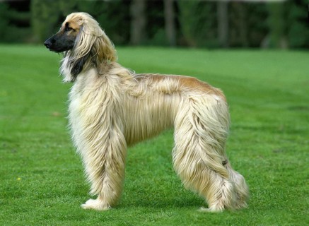 Afghan hound, adult standing on grass