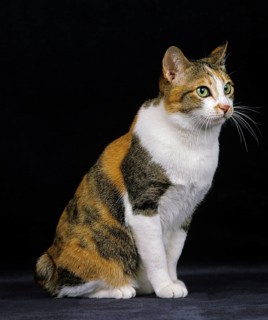 Japanese bobtail domestic cat sitting against black background