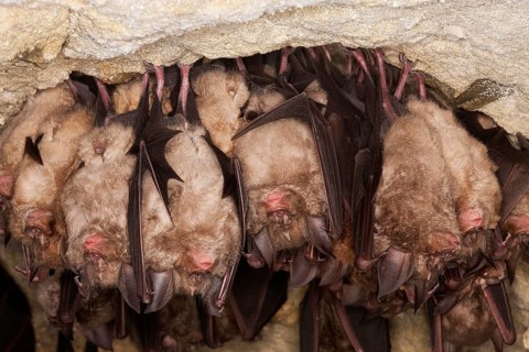 GREATER HORSESHOE BAT (rhinolophus ferrumequinum), COLONY HIBERNATING IN A CAVE, NORMANDY IN FRANCE