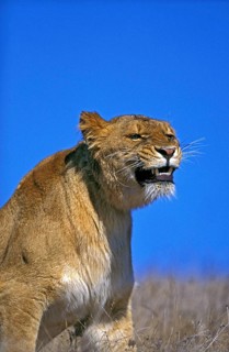 African Lion (panthera leo), Female snarling, Masai Mara Park in Kenya