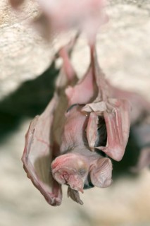 Greater Horseshoe Bat (Rhinolophus ferrumequinum), young, Bulgaria, Europe