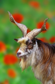 Girgentana goat, male, billy goat