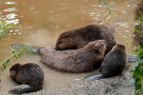 European beaver (Castor fiber) and young, Rosenheim, Bavaria, Germany, Europe
