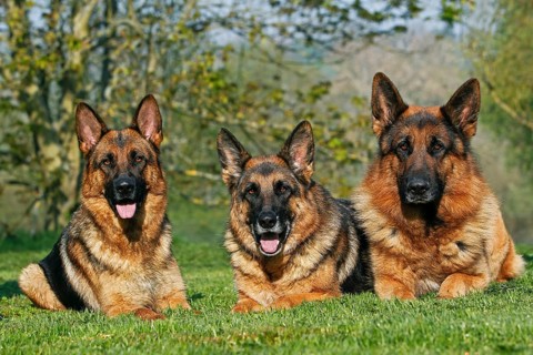 German shepherd dog, adult, lying on grass
