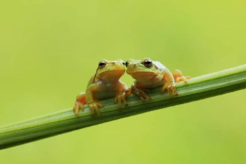 Two European Treefrogs (Hyla arborea) perched on a blade of grass, Tyrol, Austria, Europe