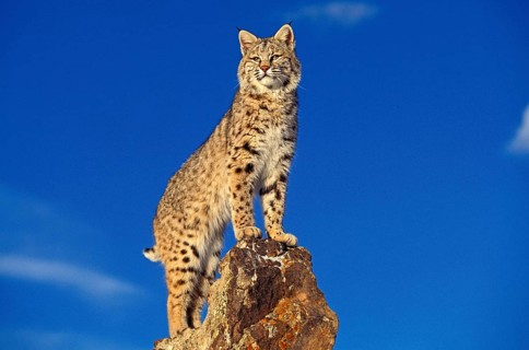 Bobcat (lynx rufus), Adult on Rocks, Canada, North America