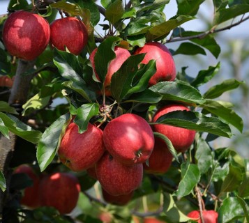 Lake Constance, Lake Constance orchard, apple orchard, Lake Constance fruit, apples on the tree,