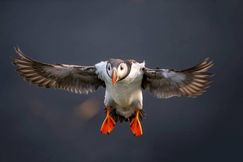 Puffin (Fratercula arctica) in flight, Bird Island Runde, Norway, Europe