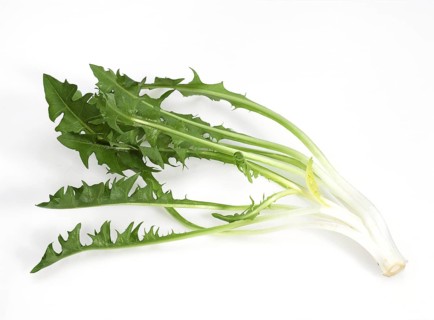 DANDELION SALAD AGAINST WHITE BACKGROUND