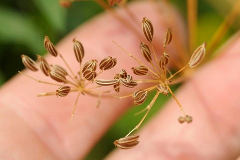 Common fennel (Foeniculum vulgare), seeds, wild fennel