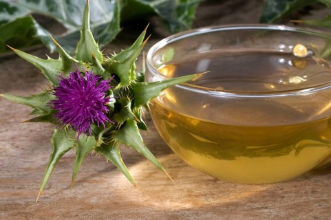 Cup of milk thistle tea (Silybum marianum) (Carduus marianus), milk thistle