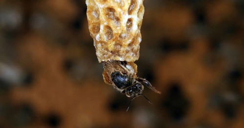 European Honey Bee (apis mellifera), Emergence of a Queen, Bee Hive in Normandy