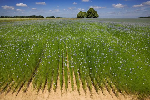 Flax field, blue flax, seed flax, common flax (Linum usitatissimum), flax, Belgium, Europe