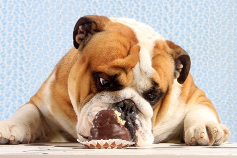English Bulldog looking at Mohrenkopf