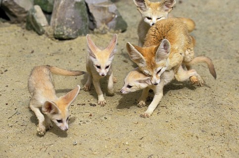 Fennec or desert fox, fennecus zerda, mother with young