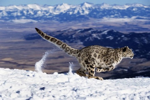 Snow leopard or ounce, uncia uncia, running through the mountains