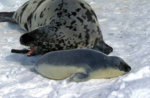 Hooded seal (cystophora cristata), mother with pup on ice field, Magdalena Island in Canada