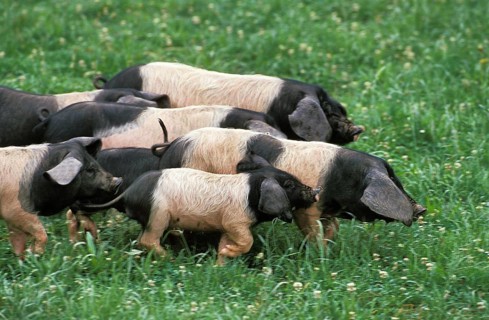 Basque pig, a French breed, group