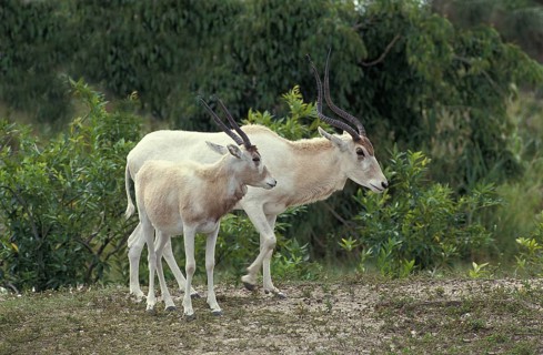 ADDAX (addax nasomaculatus), FEMALE WITH YOUNG