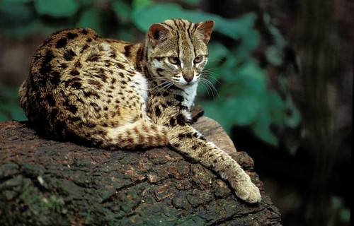 LEOPARD-KATZE (prionailurus bengalensis), ERWACHSENER, RUHEND AUF EINEM BAUMSTUMMEN