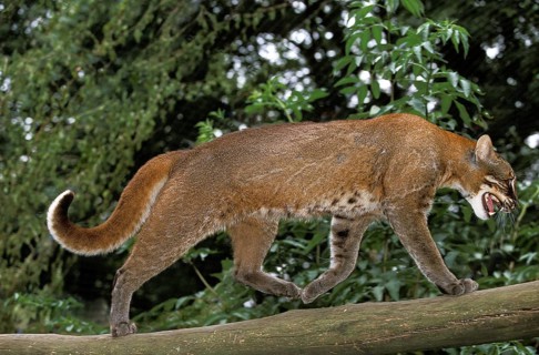 ASIA GOLD CAT OR TEMMINK CAT catopuma temmincki, adult, RUNNING ON A BRANCH