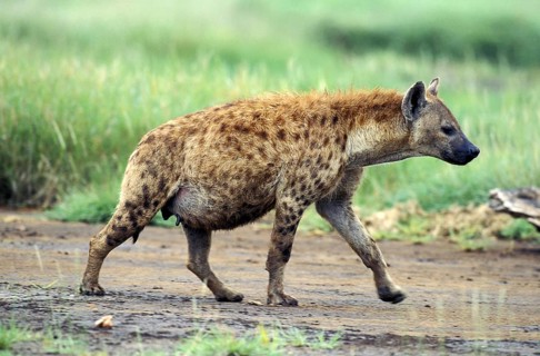 Spotted hyena (crocuta crocuta), female running, Masai Mara Park in Kenya