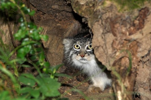 Pallas's cat (otocolobus manul) or Pallas' cat, adult hides in the undergrowth