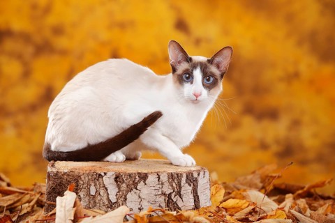 Siamese cat, seychellois-chocolate-point-white, Siamesin