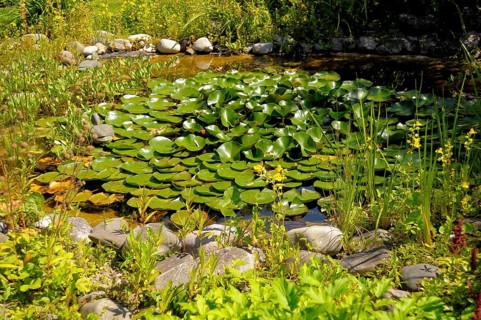 Lake Constance Mainau Island, Garden Pond